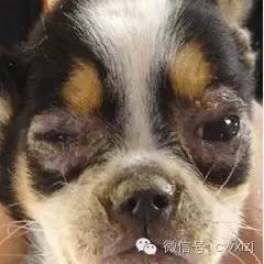 狗得了犬瘟热以后家里怎么养狗,狗狗得了犬瘟热最佳治疗方法