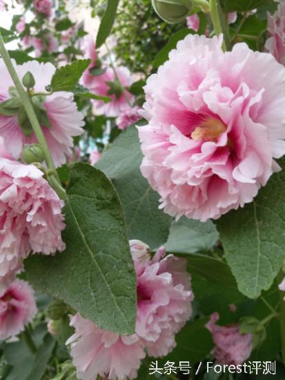 三星盖乐世c7如何使用bixby,三星盖乐世7参数表