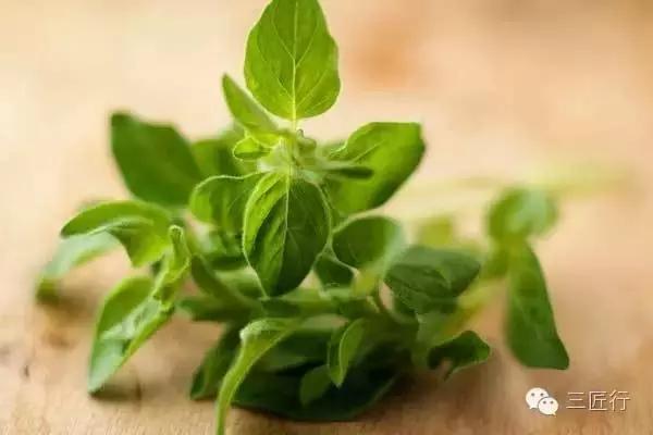 西餐里的那些“杂草”都是啥?一篇文章带你认识香草