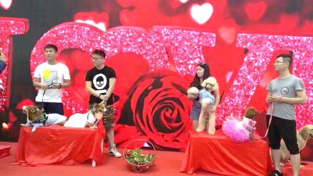 宠物婚礼,宠物婚礼祝贺视频