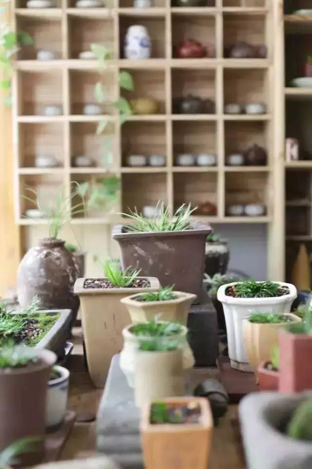 他身为美发师，却潜心钻研一株小草，短短2年竟成业界达人！