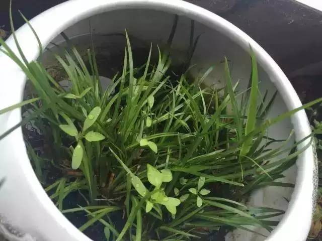 他身为美发师，却潜心钻研一株小草，短短2年竟成业界达人！