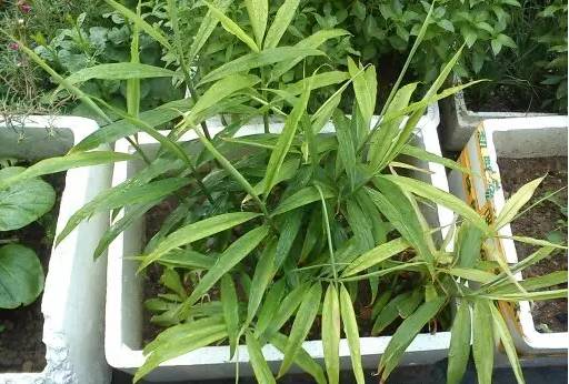 沙土花盆种姜的全部过程,花盆种植姜的方法和技巧