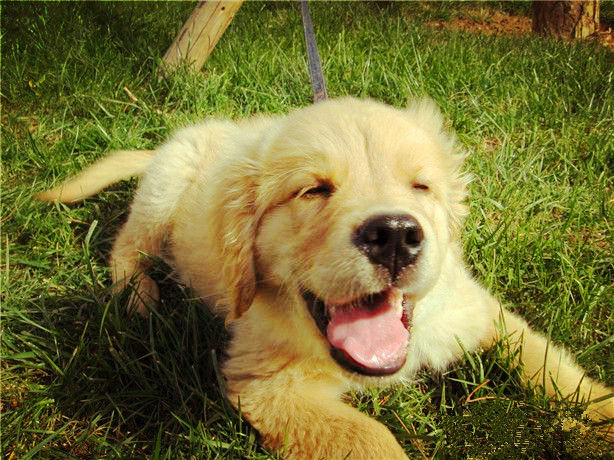 狗狗有泪痕还臭,狗狗有臭味是不是有病