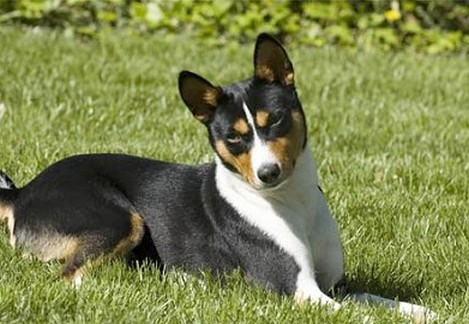 狗狗有泪痕还臭,狗狗有臭味是不是有病