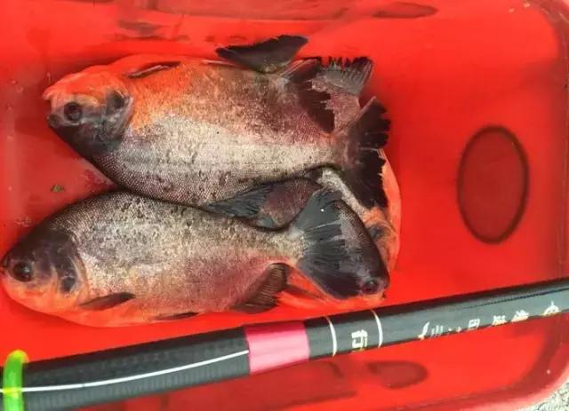 娓旇幏閽撻奔,娓旇幏鎴樻姤