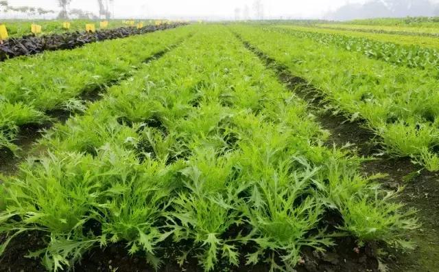 2016年最新株洲15大怪，每一句都扎心啊！