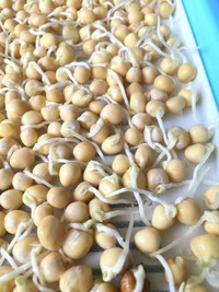 纸上种蔬菜,纸上种菜技术