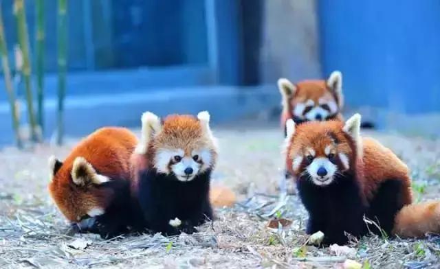 深圳东部华侨城60岁免费的景区,深圳东部华侨城两天一夜攻略