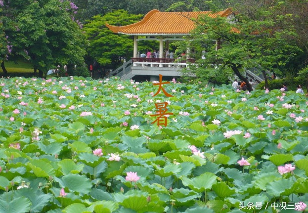 大暑节气养生食谱,大暑已至这份消暑攻略赶紧收藏