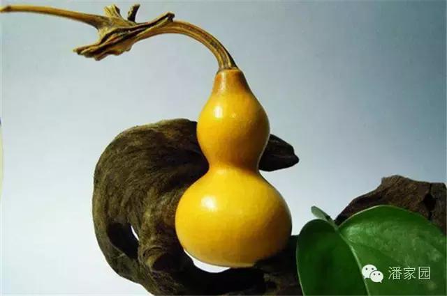 手捻葫芦配核桃手串,文玩核桃和葫芦手串哪个好