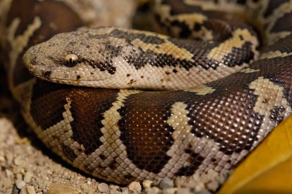 遇到危险动物应该如何自救,遇到危险动物要怎么避免