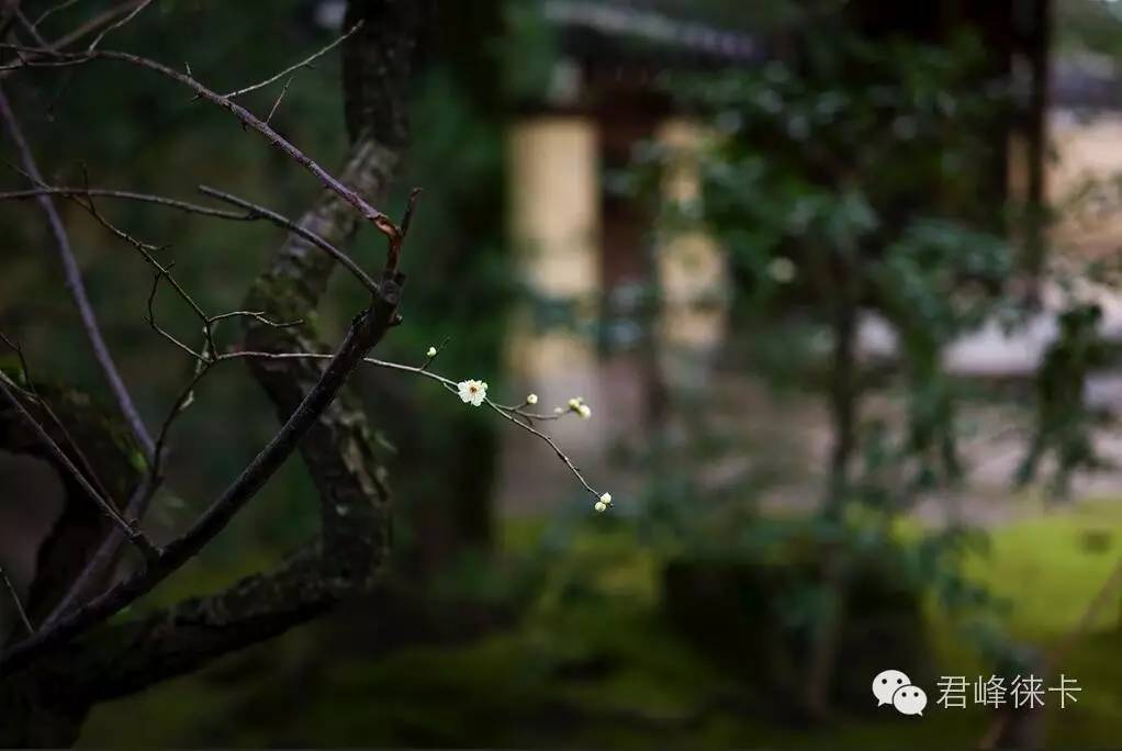 leica50mm,leica镜头50mmf2.4