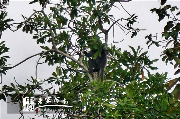 金秋沙巴游 (暑假去沙巴旅游攻略)