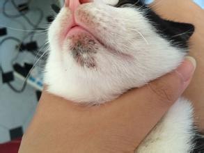 新手养猫指南猫咪生病的征兆,养猫经验分享猫咪生病