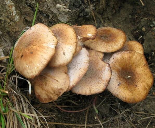 东北三宝有哪几宝,东北四宝的特产