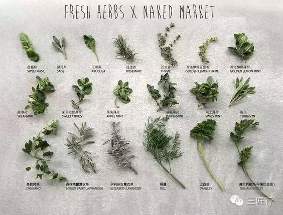 西餐里的那些“杂草”都是啥?一篇文章带你认识香草