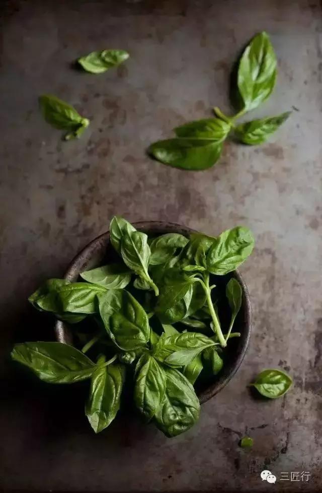 西餐里的那些“杂草”都是啥?一篇文章带你认识香草