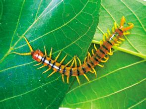 五毒之一的蜈蚣有什么毒,中医蜈蚣和普通蜈蚣