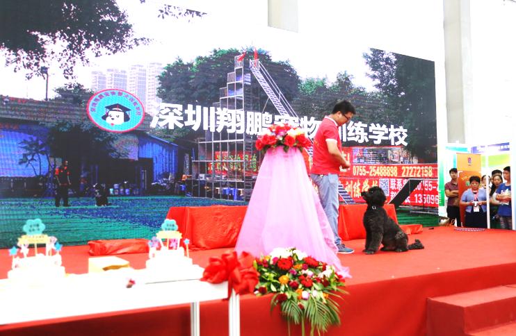 宠物婚礼,宠物婚礼祝贺视频