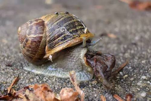 蜗牛有自愈功能么,蜗牛的生理缺陷