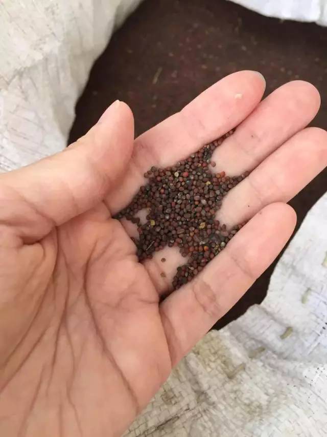 世界上最大的黄果树瀑布在哪里 (黄果树瀑布是不是亚洲第一大瀑布)