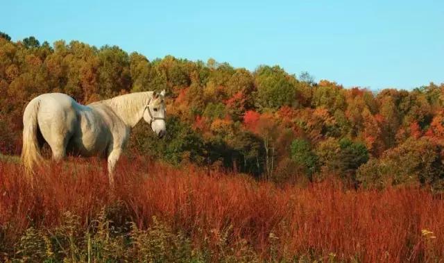 中国历史上的铁木真 (铁木真历史记)