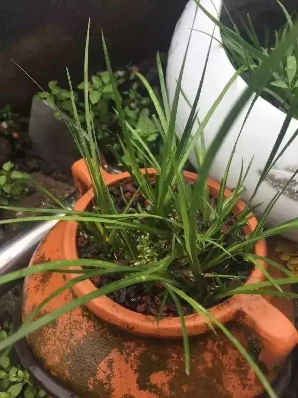 他身为美发师，却潜心钻研一株小草，短短2年竟成业界达人！