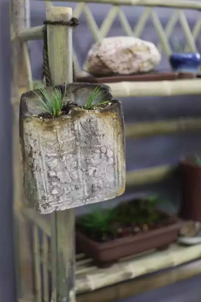 他身为美发师，却潜心钻研一株小草，短短2年竟成业界达人！