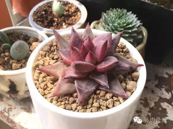 多肉咱们支持国货