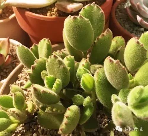 多肉咱们支持国货