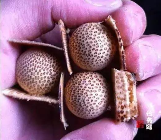 龙血金丝竹百科简介,龙血金丝竹简介