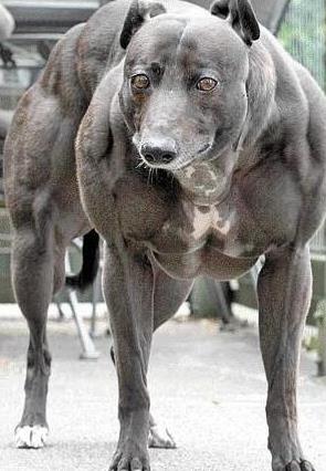 比比特犬还要厉害的猛犬有哪些,猛犬跟巨型比特犬比一下看谁很重