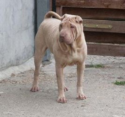 中国本土十大猎犬排行榜,中国本土最原始的猎犬