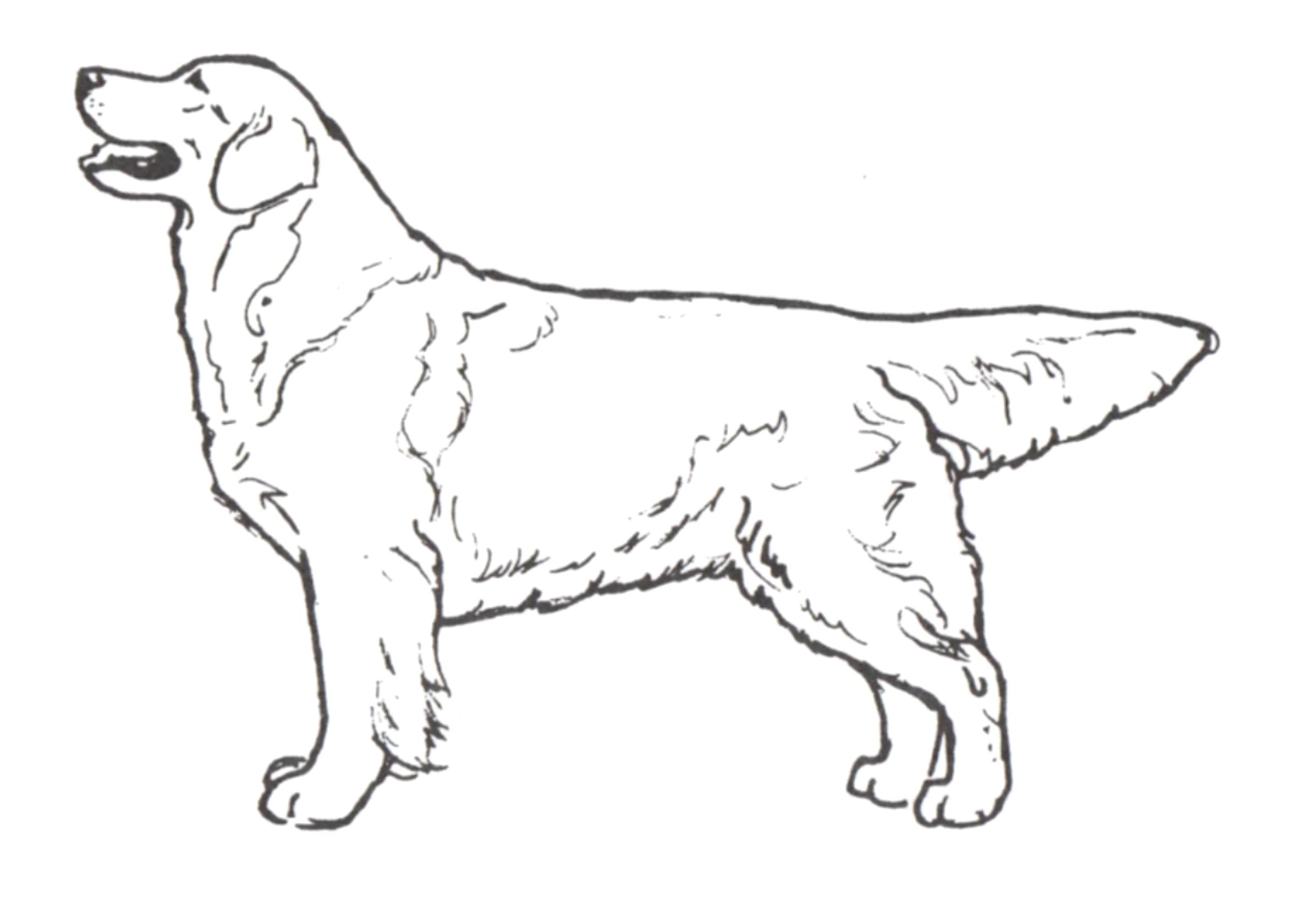 金毛的蓝皮书,金毛蓝皮书电子版