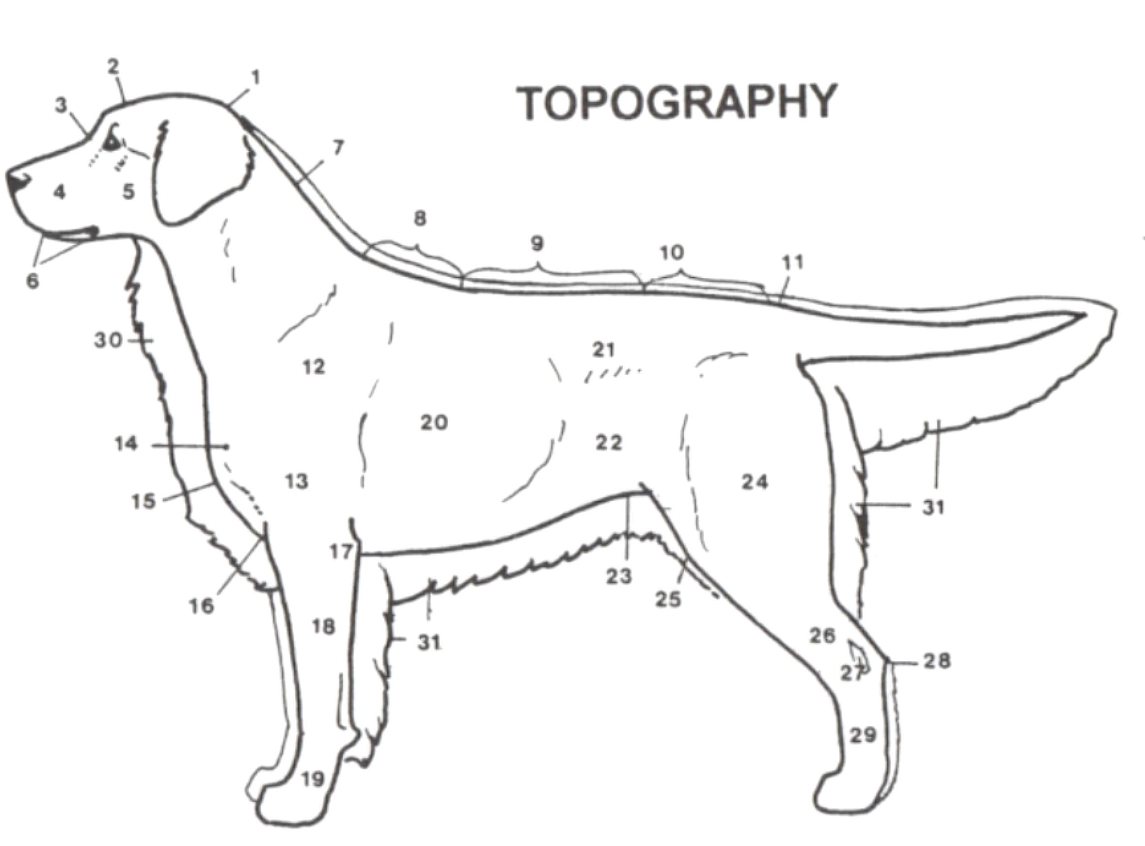 金毛的蓝皮书,金毛蓝皮书电子版