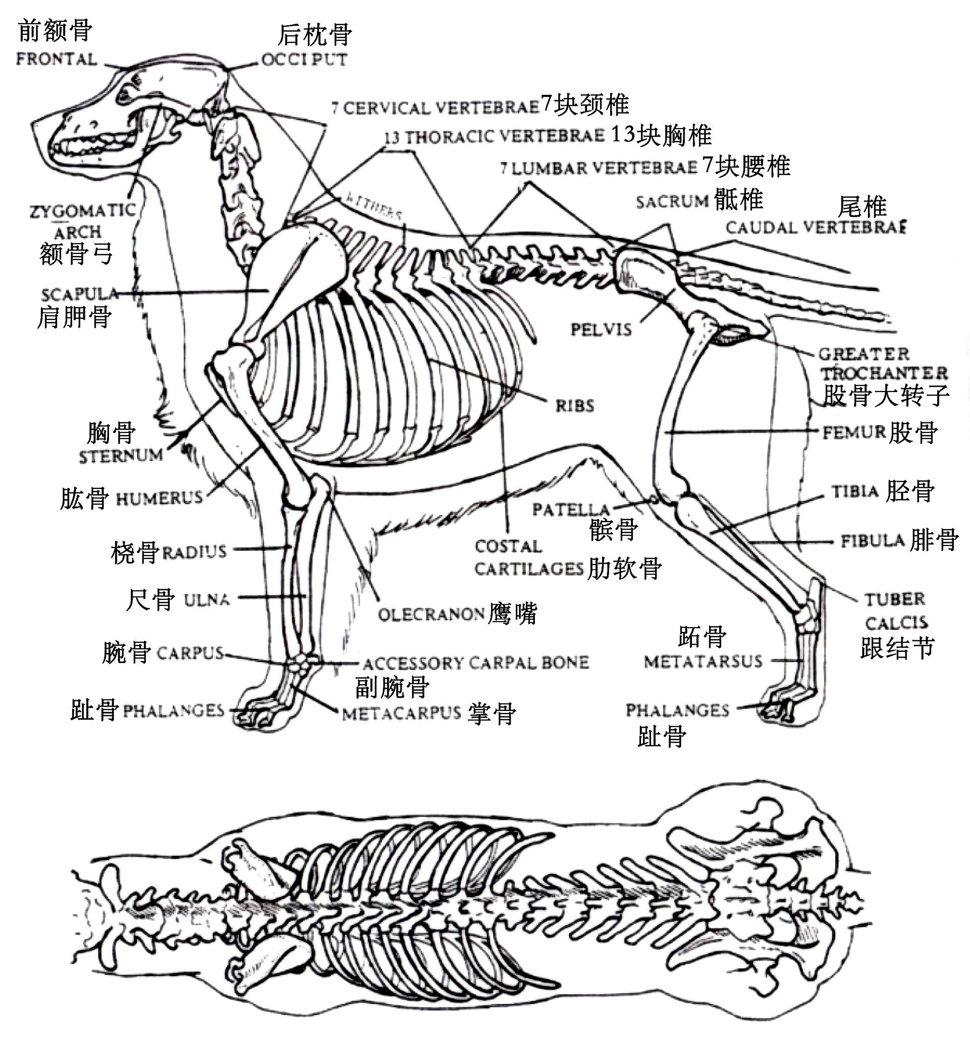 金毛的蓝皮书,金毛蓝皮书电子版