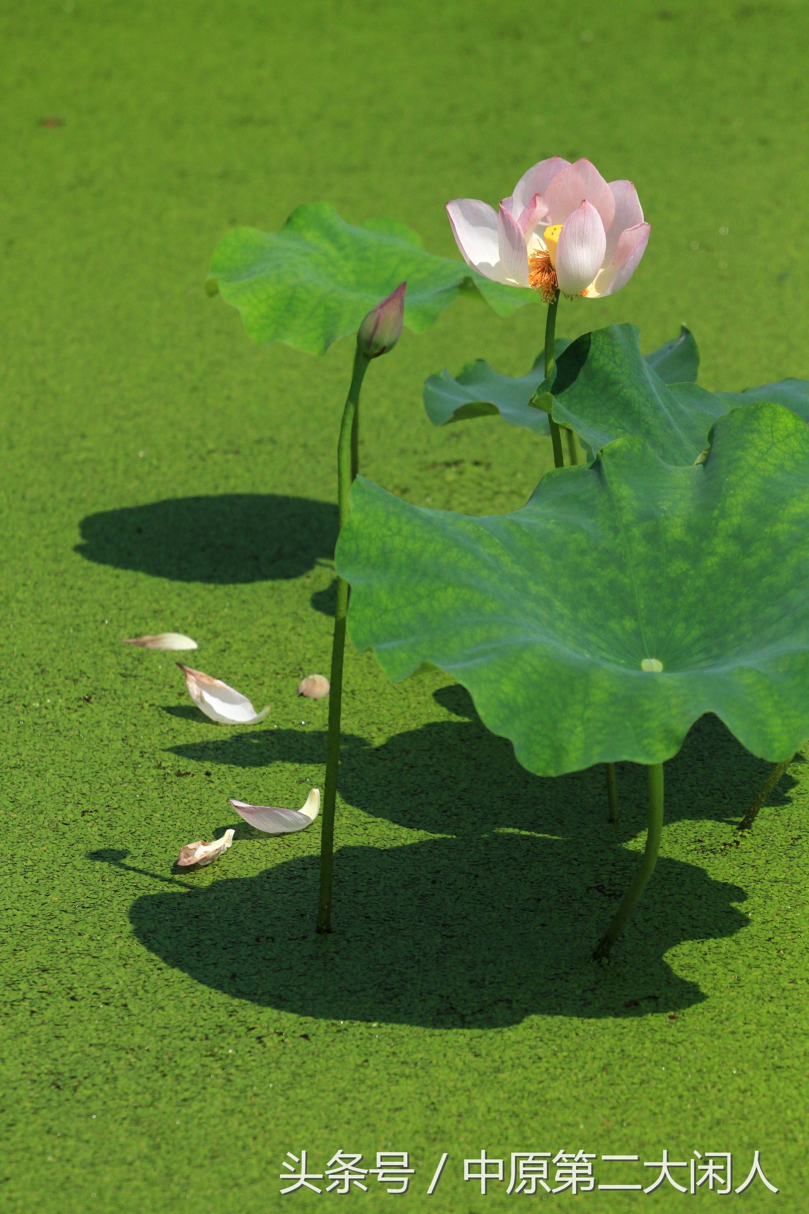 童年趣事抓蜻蜓400字作文,童年趣事抓蜻蜓的作文600字