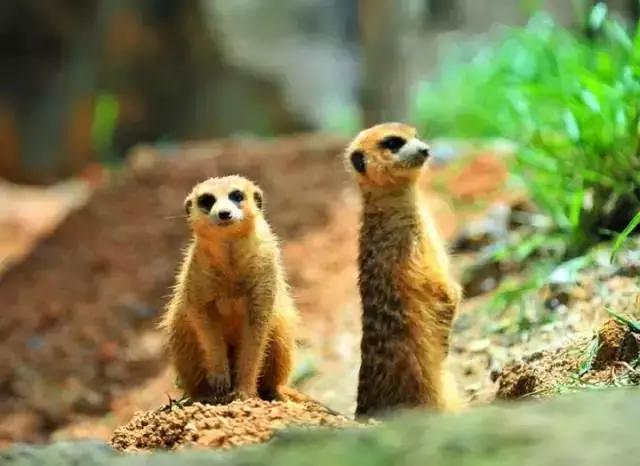 深圳东部华侨城60岁免费的景区,深圳东部华侨城两天一夜攻略