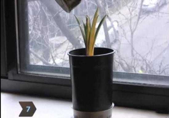 菠萝自己在家怎么种,菠萝在家自己怎样种植