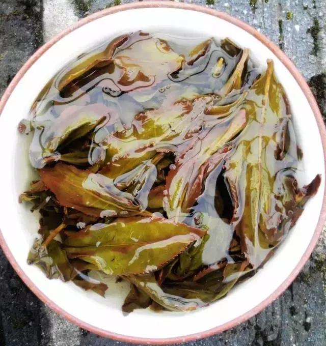 乌龙茶为什么都是大叶,乌龙茶为什么会有绿叶红镶边