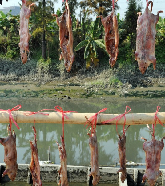 在广州老鼠肉会是一种佳肴，别恶心这只是一种文化！