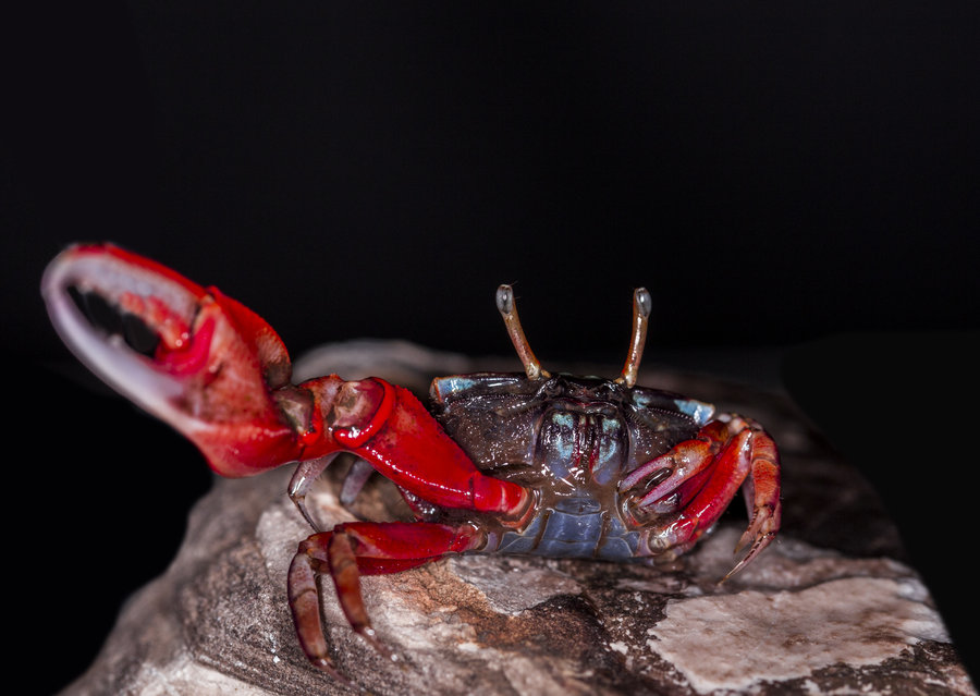 潮汕咸膏蟹是用什么蟹,潮汕腌制的螃蟹