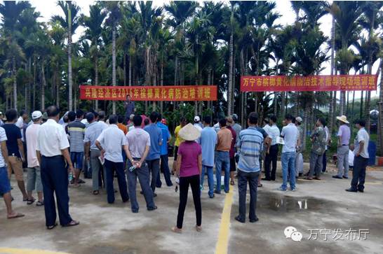 防治槟榔黄化烂心的药物,调理槟榔黄化配方