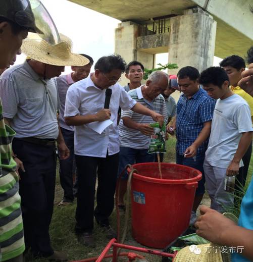 防治槟榔黄化烂心的药物,调理槟榔黄化配方