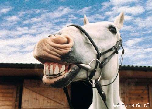 骡子是马和驴的杂交物种吗,骡子和骡子为什么不能繁衍后代