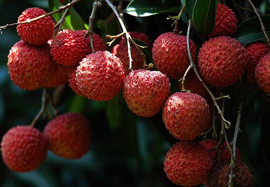 哪些水果可以热着吃又有营养,四种水果热着吃营养加倍