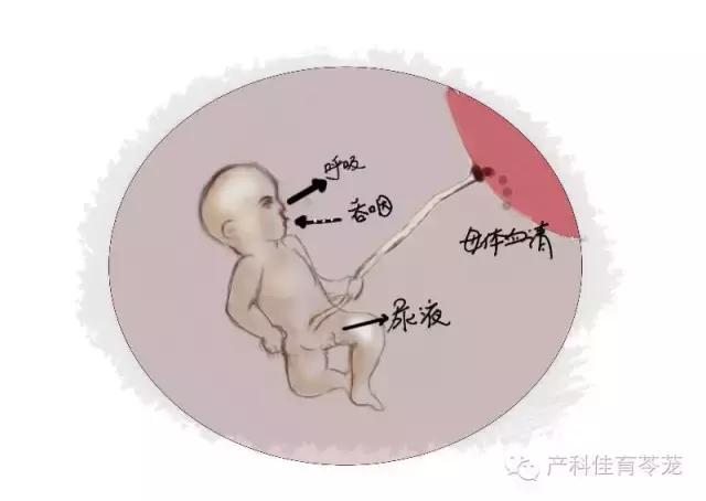 羊水过多和过少的原因,怎么预防羊水过多或过少