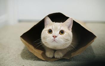 新手养猫指南猫咪生病的征兆,养猫经验分享猫咪生病