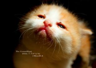 新手养猫指南猫咪生病的征兆,养猫经验分享猫咪生病